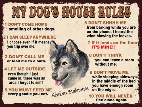 Alaskan malamute dog s - my, dog's