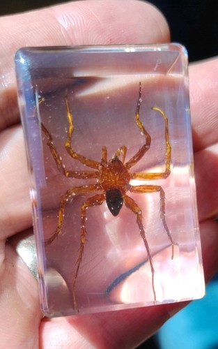 Real spider bug - spider, insect