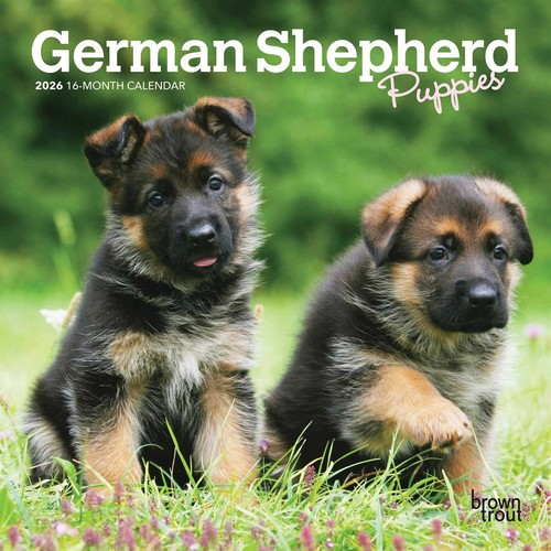 German shepherd puppies mini - shepherd,