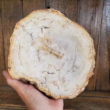 White Petrified Wood with Bark