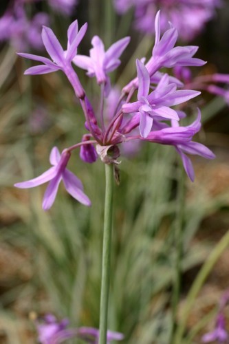 Tulbaghia violacea silver - violacea, 'silver
