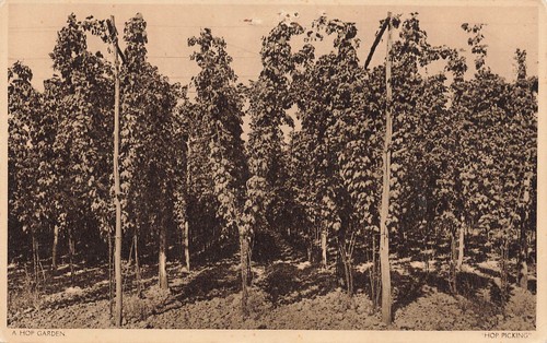 Hop garden - garden, picking