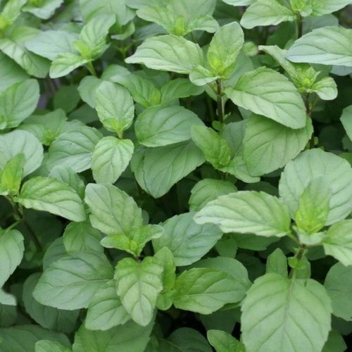 Lemon mint mentha piperita - mint,