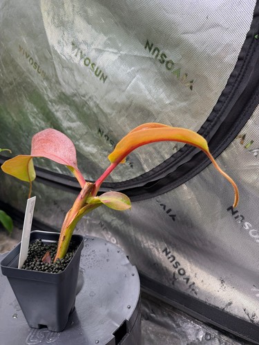Nepenthes boschiana veitchii - boschiana,