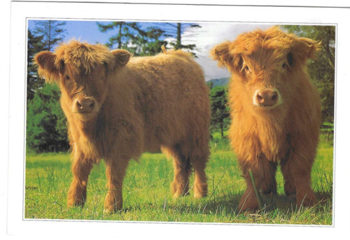 Highland cattle calves - highland,