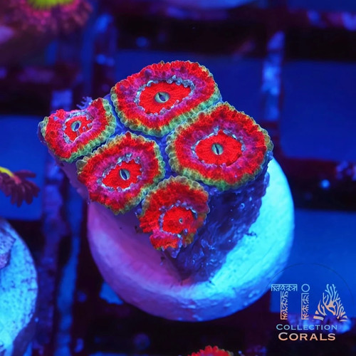 New tia indo sonja - new, rainbow
