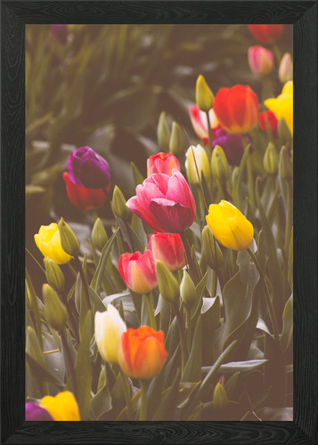 Abundance tulips framed - abundance,