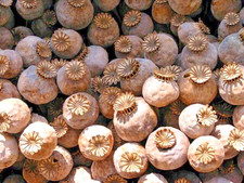 P. Somniferum Giganteum Poppy