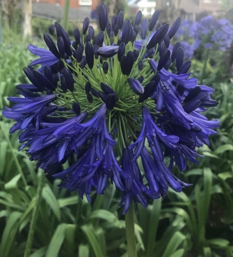New agapanthus steve - new,