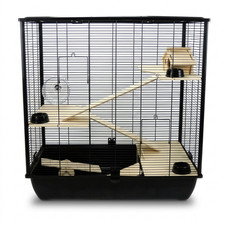 Rat Hamster Small Animals