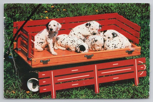 Dalmation pups north shore - dalmation,
