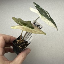 Alocasia Nobilis Pink