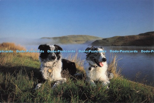 D300118 welsh sheepdogs abacus - d300118,