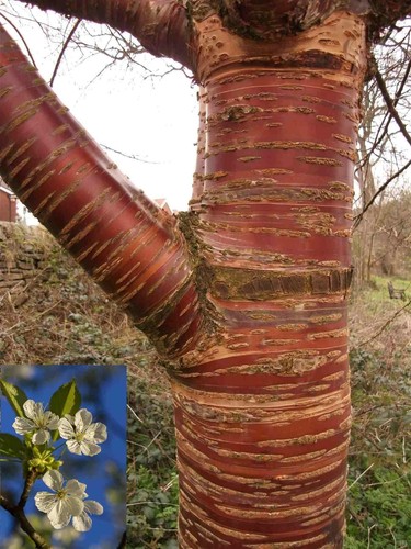 Prunus tibetica birch bark - birch,