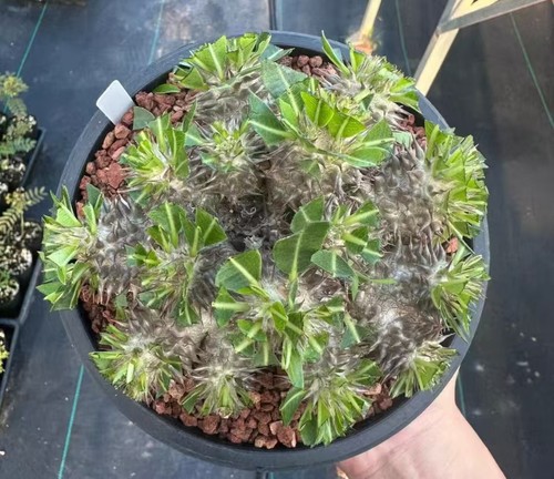 Multi heads rare cacti plant - multi,