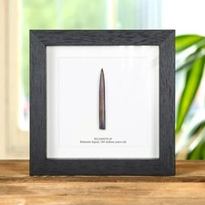 Belemnite Squid Fossil in Box Frame (Belemnite sp)