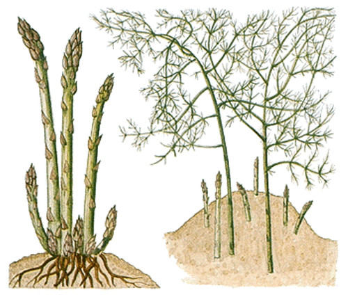Asparagus plant fully - 1,
