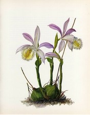 Vintage Botanical Print Orchid