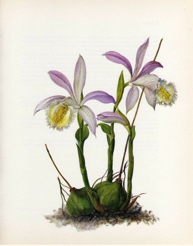 Vintage botanical print orchid - botanical,