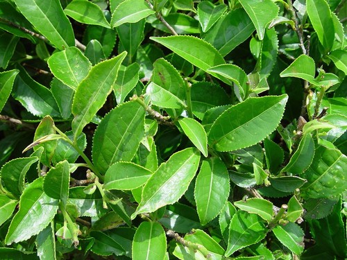 Camellia sinensis tea - camellia,