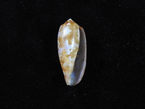 Sea shell conus obscurus - sea,