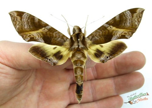 Eumorpha triangulum hawk moth - hawk,