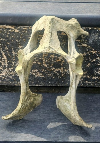Sheep pelvis bone taxidermy - pelvis,