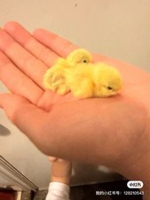 20（+4EXT） Button Quail