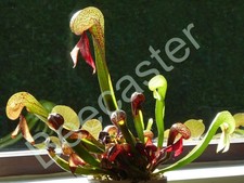 Cobra Lily Pitcher Plant -