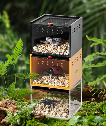 Insect spider breeding - spider,