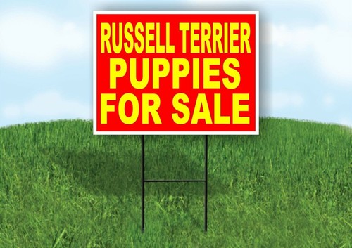 Russell terrier puppies for - puppies,