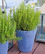 Rosemary Green Ginger - Large