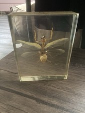 Framed Insect