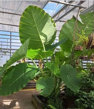 Colocasia Leucocasia Gigantea