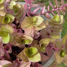 Callisia repens gold