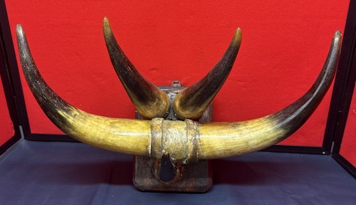 Vintage unusual bull horn - vintage,