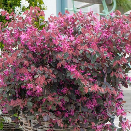 Loropetalum fire dance chinese - fire,