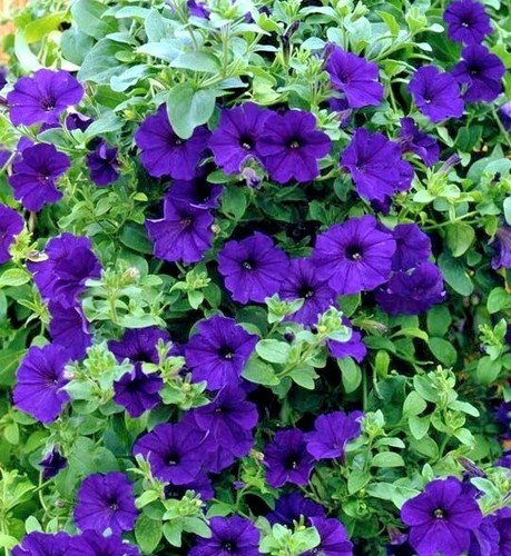 1000 seeds petunia compacta - petunia,