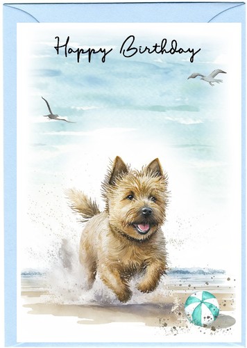 Norwich terrier dog - norwich, 6")
