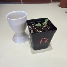 Rare Boswellia sacra