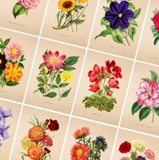 Vintage Flower Prints -