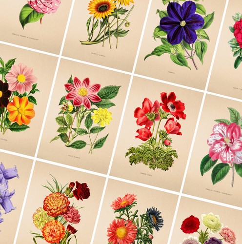 Vintage flower prints - vintage,