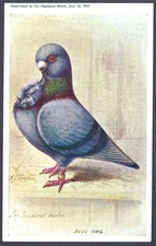 Blue Owl pigeon - The