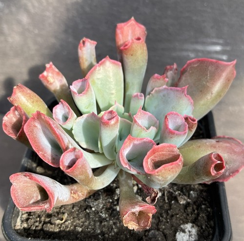 Echeveria trumpet pinky - trumpet,
