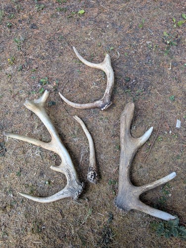 British red stag - red, antler