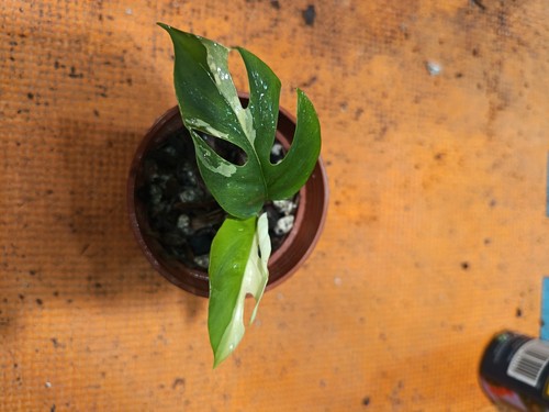 Rhaphidophora tetrasperma high - rhaphidophora,