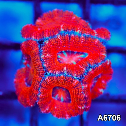 Item a6706lw6706 wysiwyg - item#a6706lw6706(s),