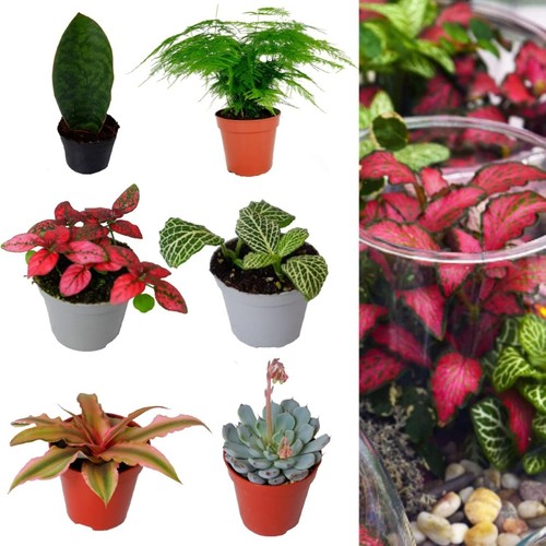 Mixed terrarium indoor plants - terrarium,