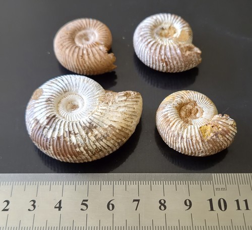Fossil ammonites - 4,