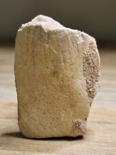 Dinosaur Fossil. Possible Limb. Kem Kem. Spinosaurus or African T-Rex (Ref8509)